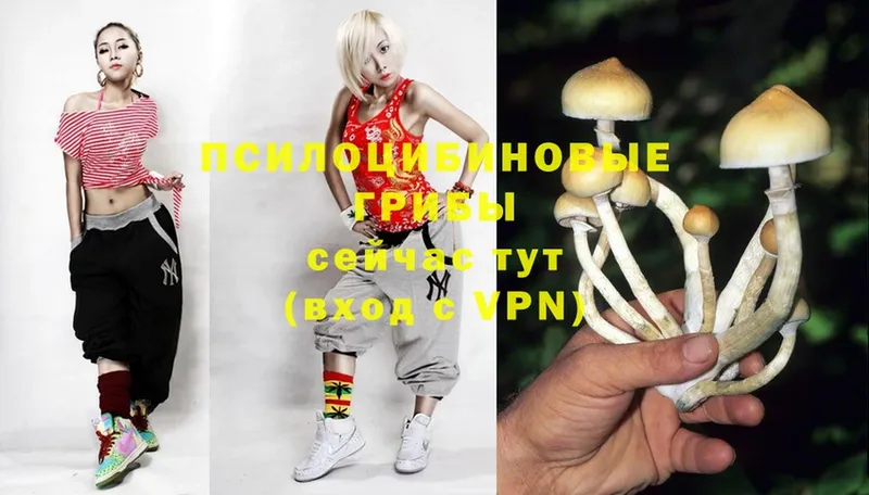 наркота  Бокситогорск  Галлюциногенные грибы MAGIC MUSHROOMS 